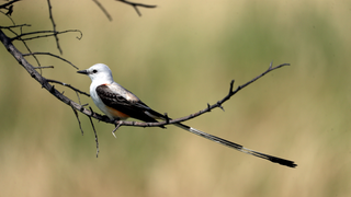 Thousands of Birds Starved to Death This Fall in the U.S. South